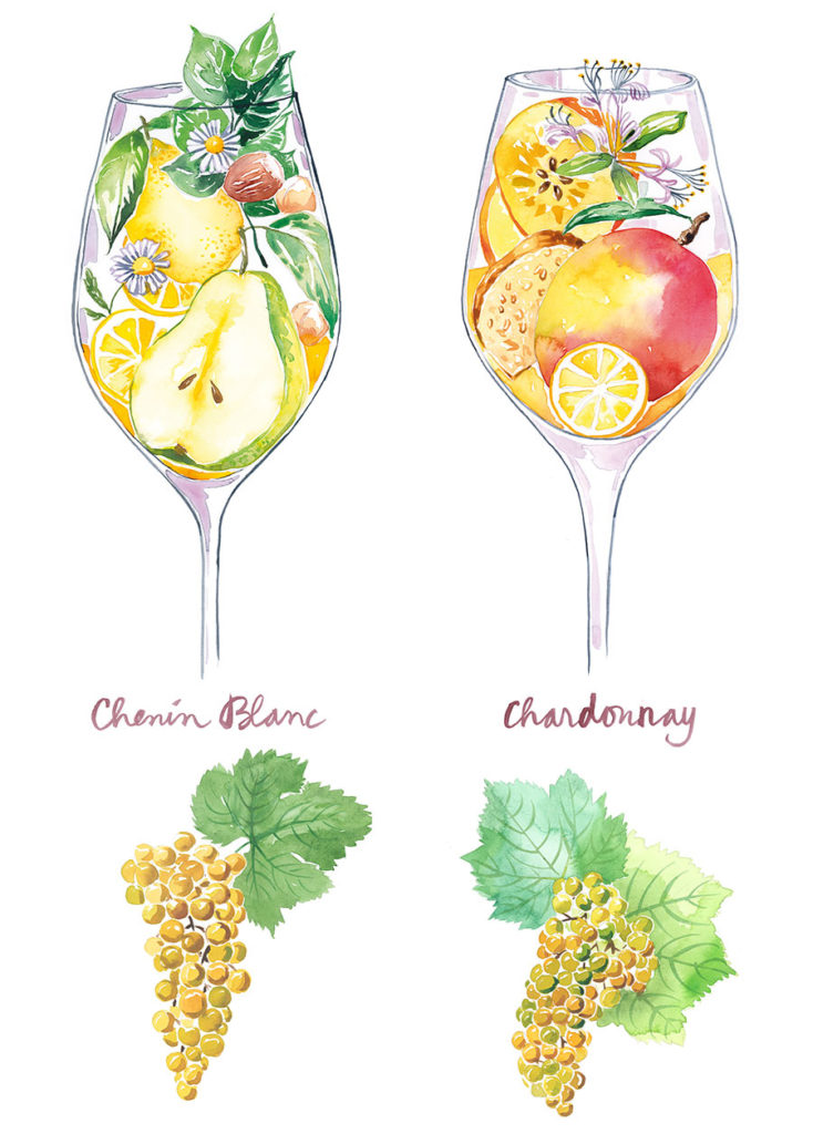 Two fresh colorful watercolor illustrations of wine glasses filled with fruits and Chardonnay grapes