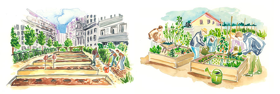 Two city farming watercolor illustrations showing people gardening by their building 