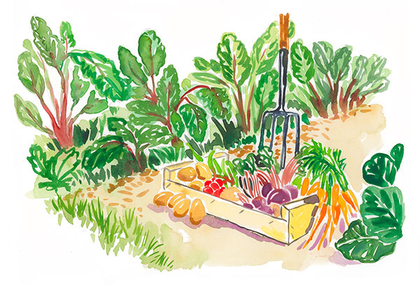 illustration à l'aquarelle d'une cagette remplie de légumes bio cultivés dans les jardins urbains