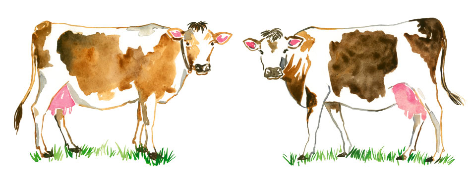 illustration à l'aquarelle de deux vaches normandes