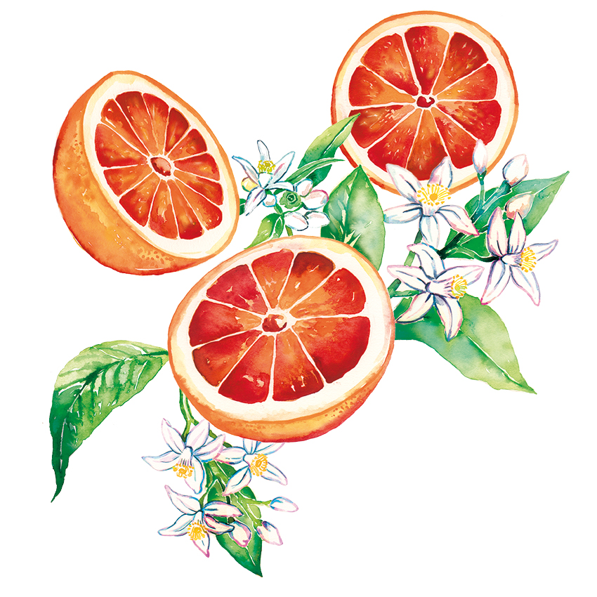 blood orange cut in half watercolor illustration with orange tree flowers and leaves