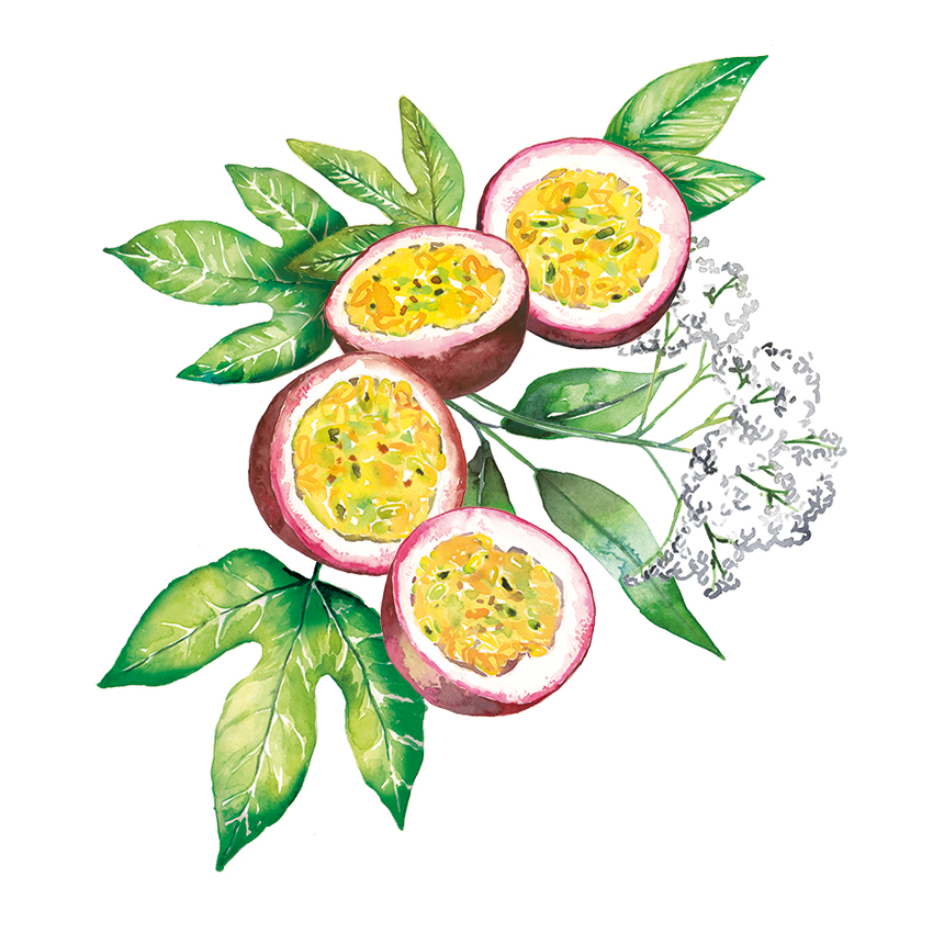 passionfruit and elderflower with leaves watercolor illustration composition